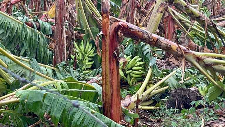Presidente Abinader, la agricultura lo necesita
